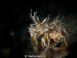 Spiny Tiger Shrimp (Phyllognathia ceratophthalma)
Anilao... by Yeehoo Wai 